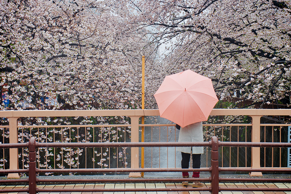 目黒川_桜_女_傘